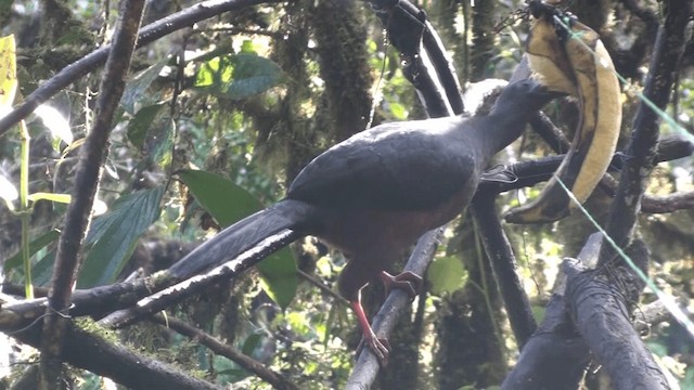Sickle-winged Guan - ML200800821