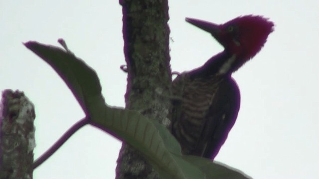 Guayaquil Woodpecker - ML200800861