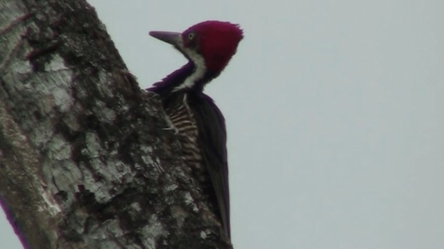 Guayaquil Woodpecker - ML200800871