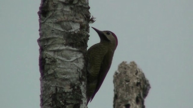Golden-olive Woodpecker - ML200800881