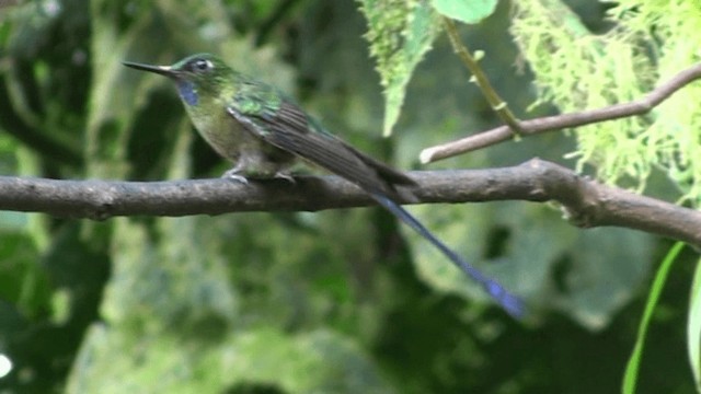 Violet-tailed Sylph - ML200801001