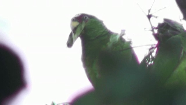 White-fronted Parrot - ML200801351