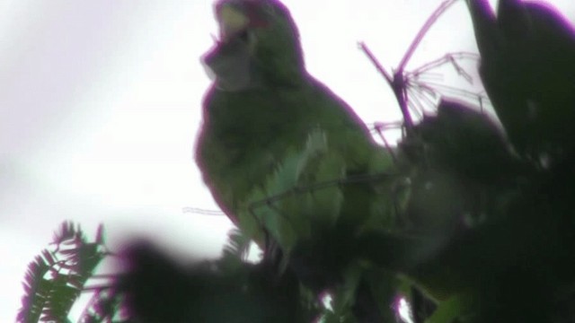 White-fronted Parrot - ML200801371