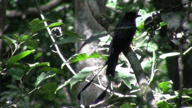 Greater Racket-tailed Drongo - ML200801561