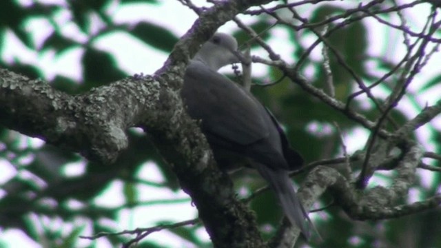 Malabar Imperial-Pigeon - ML200801751