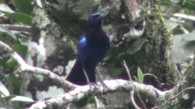 Малабарская синяя птица - ML200801921
