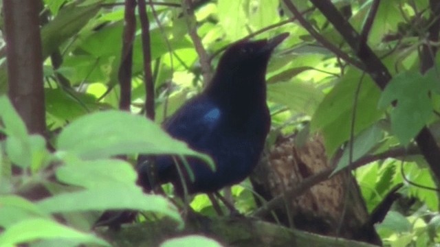 Малабарская синяя птица - ML200801971