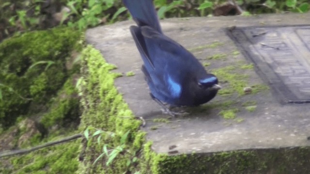 Малабарская синяя птица - ML200801981