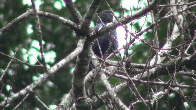 Малабарская синяя птица - ML200801991