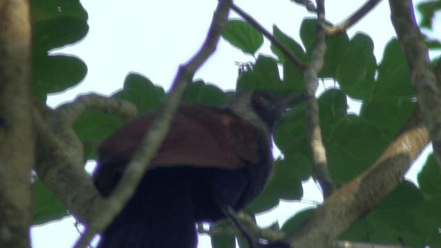 Greater Coucal - ML200802641