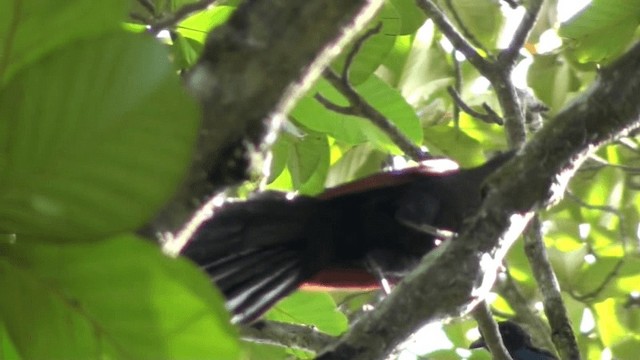 Greater Coucal - ML200802661
