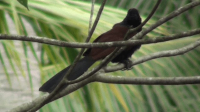 Greater Coucal - ML200802711
