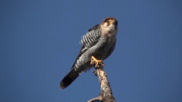 Red-necked Falcon (African) - ML200803511