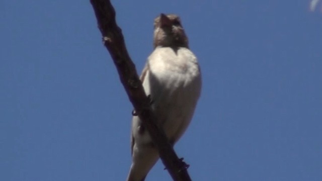 Sahel Bush Sparrow - ML200804121