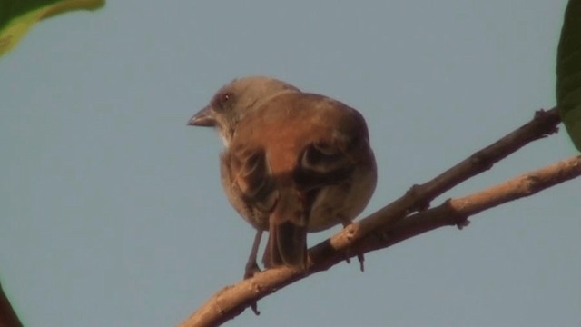Northern Gray-headed Sparrow - ML200804291