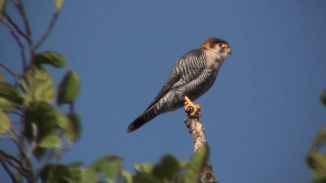 Red-necked Falcon (African) - ML200804571