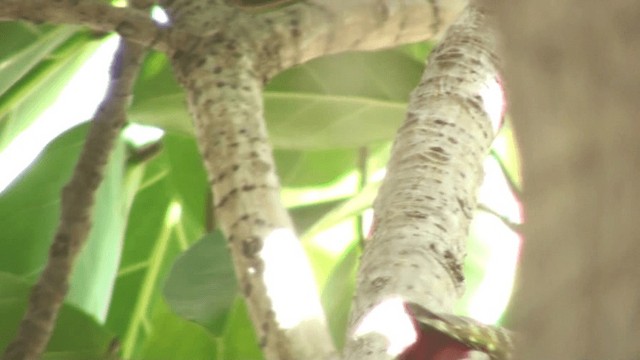 African Gray Woodpecker - ML200804631