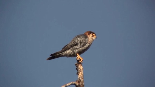 Red-necked Falcon (African) - ML200804771