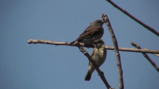 Northern Gray-headed Sparrow - ML200804911