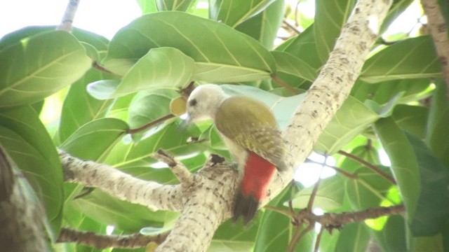 African Gray Woodpecker - ML200804941