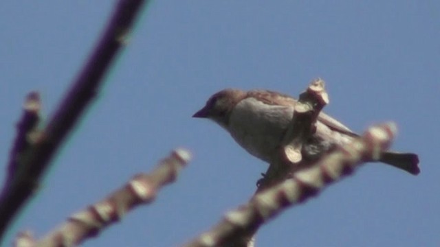 Sahel Bush Sparrow - ML200804981