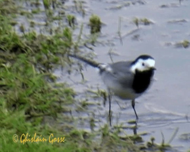 White Wagtail (White-faced) - ML200805601