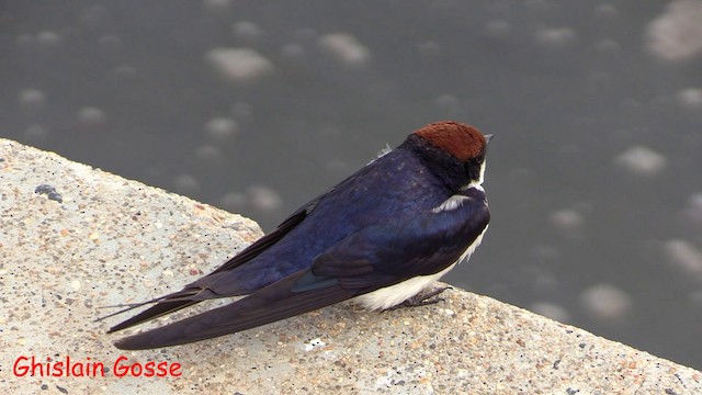 Wire-tailed Swallow - ML200805761