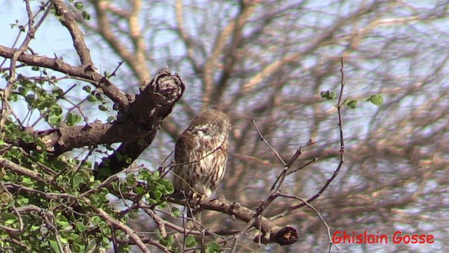 Pearl-spotted Owlet - ML200805801