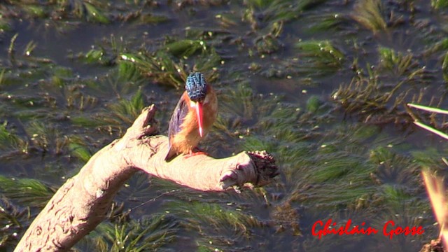 Malachite Kingfisher (Mainland) - ML200805851