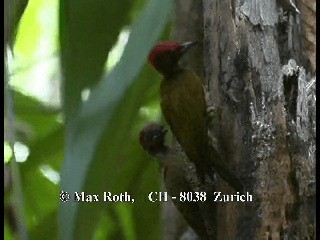 Rufous-winged Woodpecker - ML200806081