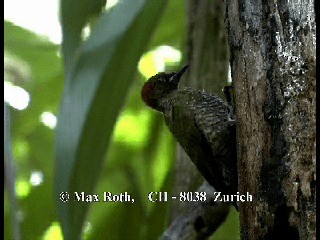 Rufous-winged Woodpecker - ML200806091