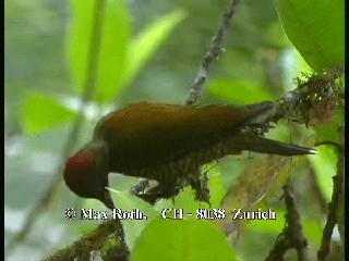 Rufous-winged Woodpecker - ML200806101