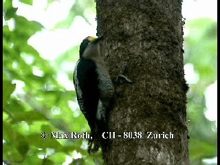Golden-naped Woodpecker - ML200806151