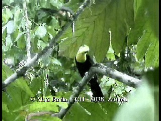 Yellow-throated Toucan (Chestnut-mandibled) - ML200806161