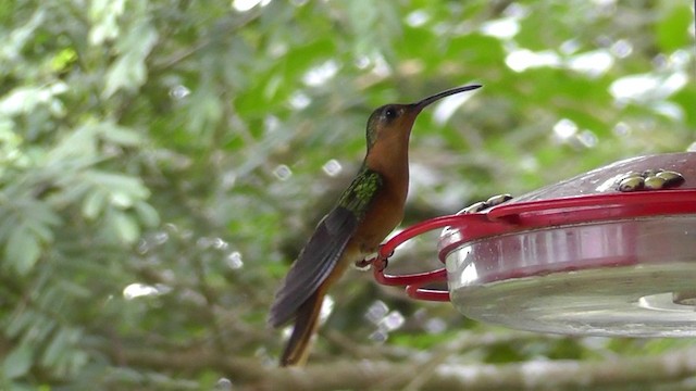  - Rufous Sabrewing