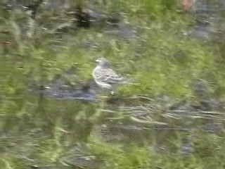 Water Pipit (Western) - ML200807241