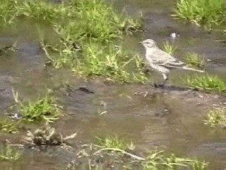 Water Pipit (Western) - ML200807251