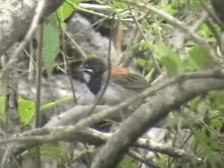 Black-chested Sparrow - ML200807421