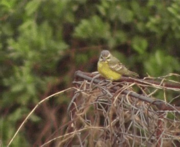 Yellow-fronted Canary - ML200808981