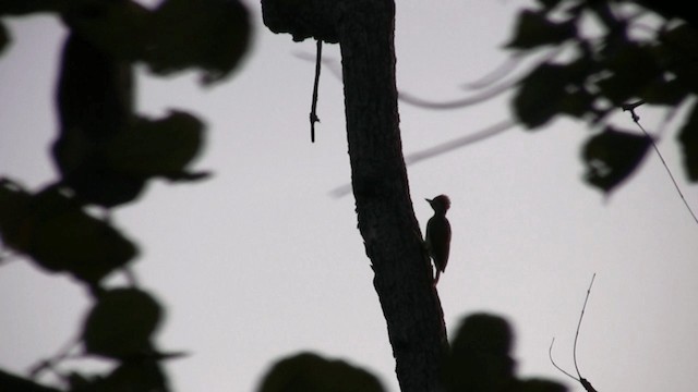 Fine-spotted Woodpecker - ML200809711