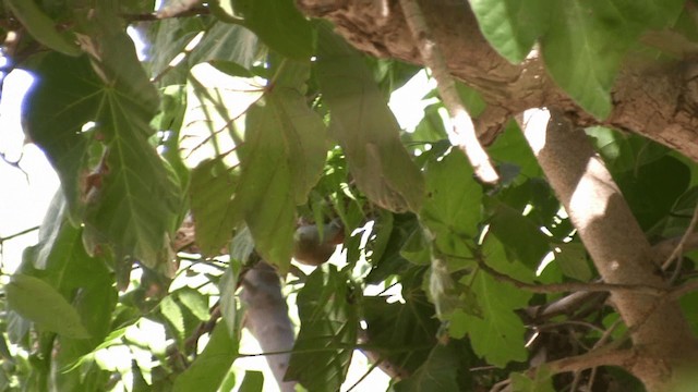 African Gray Woodpecker - ML200809841