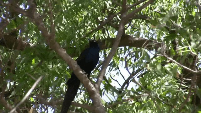 Long-tailed Glossy Starling - ML200809941