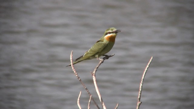 Blue-cheeked Bee-eater - ML200810011