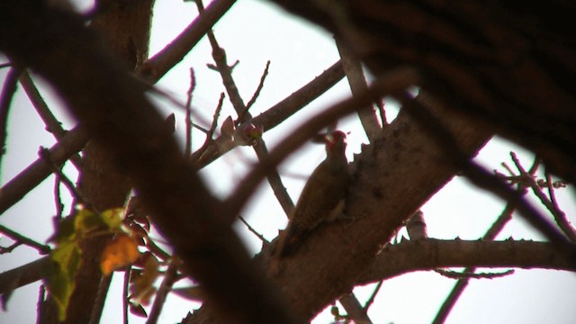 African Gray Woodpecker - ML200810171