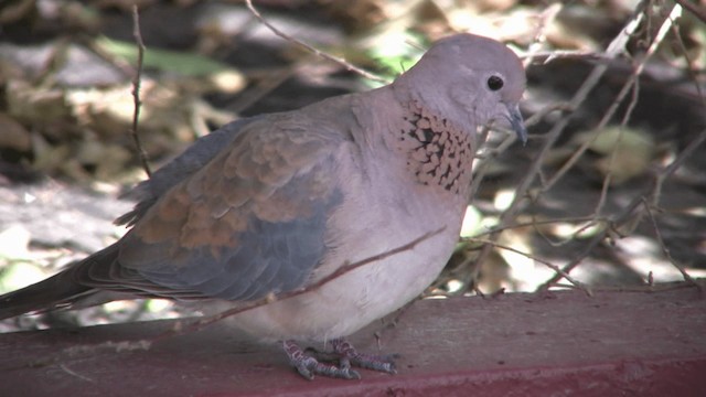 Laughing Dove - ML200810301