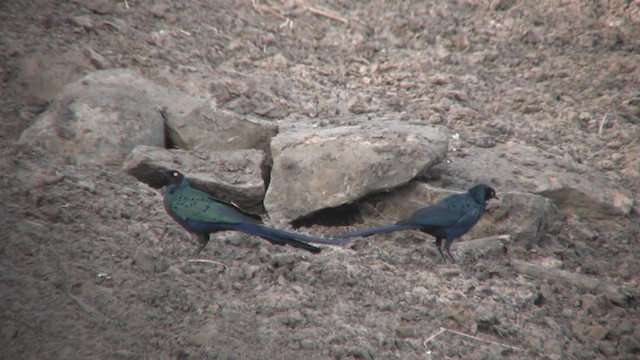 Long-tailed Glossy Starling - ML200810501