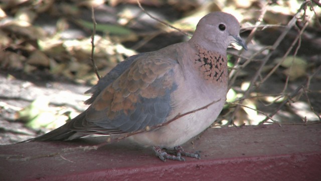 Laughing Dove - ML200810611