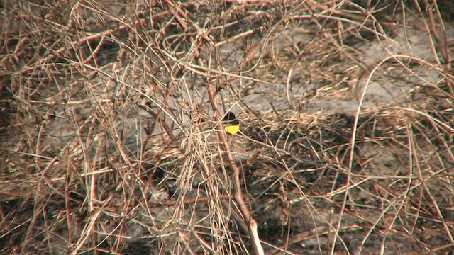 Pygmy Sunbird - ML200810781