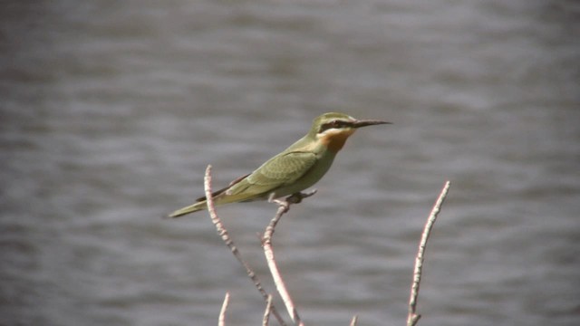 Blue-cheeked Bee-eater - ML200810821