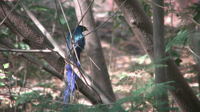 Long-tailed Glossy Starling - ML200810861